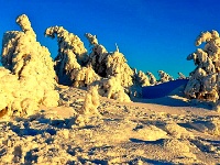 Vereiste Bäume auf dem Brocken Web